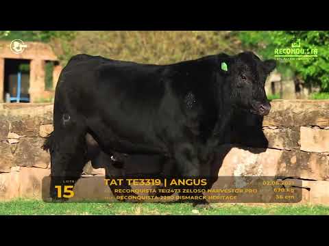 LOTE 15 - TAT TE3319 Angus