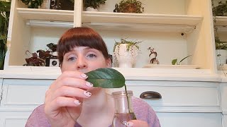 September 2021 Plant Haul (& Un-haul!)