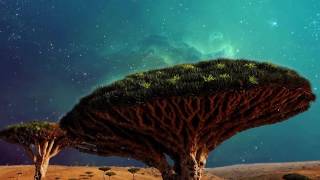 10 Meest Bizarre Bomen ter Wereld!