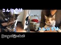 猫のエース君とTLCが画面越しにご対面♪【ベンガルロケット】