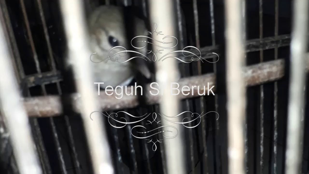 Burung kancilan bakau gagal bunyiii 