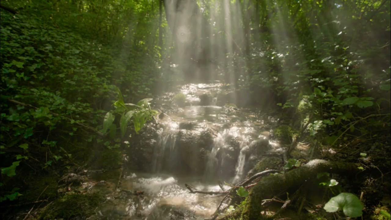 Видео со звуками природы. Дождь в лесу. Лес анимация. Гифки природа. Анимированный лес.