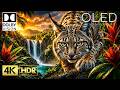Unbelievable Wild Animals & Nature Video | Dolby Vision OLED HDR TEST 120FPS (8K/4K Video Ultra HD)