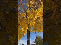 Japanese maple vs Canadian sugar maple in the snow November 11,2025