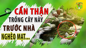 Trước nhà trồng cây này NGHÈO MẠT KIẾP khóc thầm cả đời