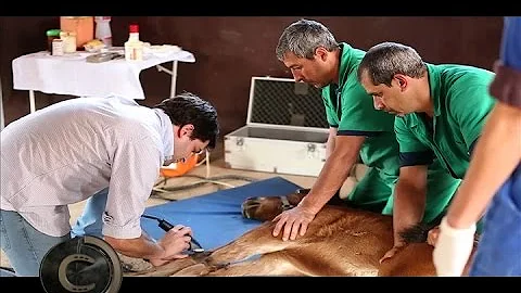 O que é correção de aprumos?