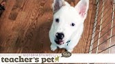 Dog Training With Victoria Stilwell - YouTube