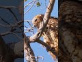An elusive Pel&#39;s Fishing Owl | andBeyond Xaranna | WILDwatch