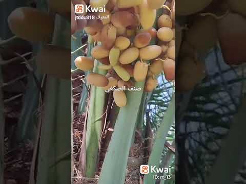 صنف من أصناف التمور رطب الصكعي