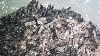 Pemberian Sisah Lalat Bsf N Cangkang Maqot