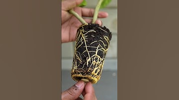 How potato work in lemon tree propagation #air_layering #shorts