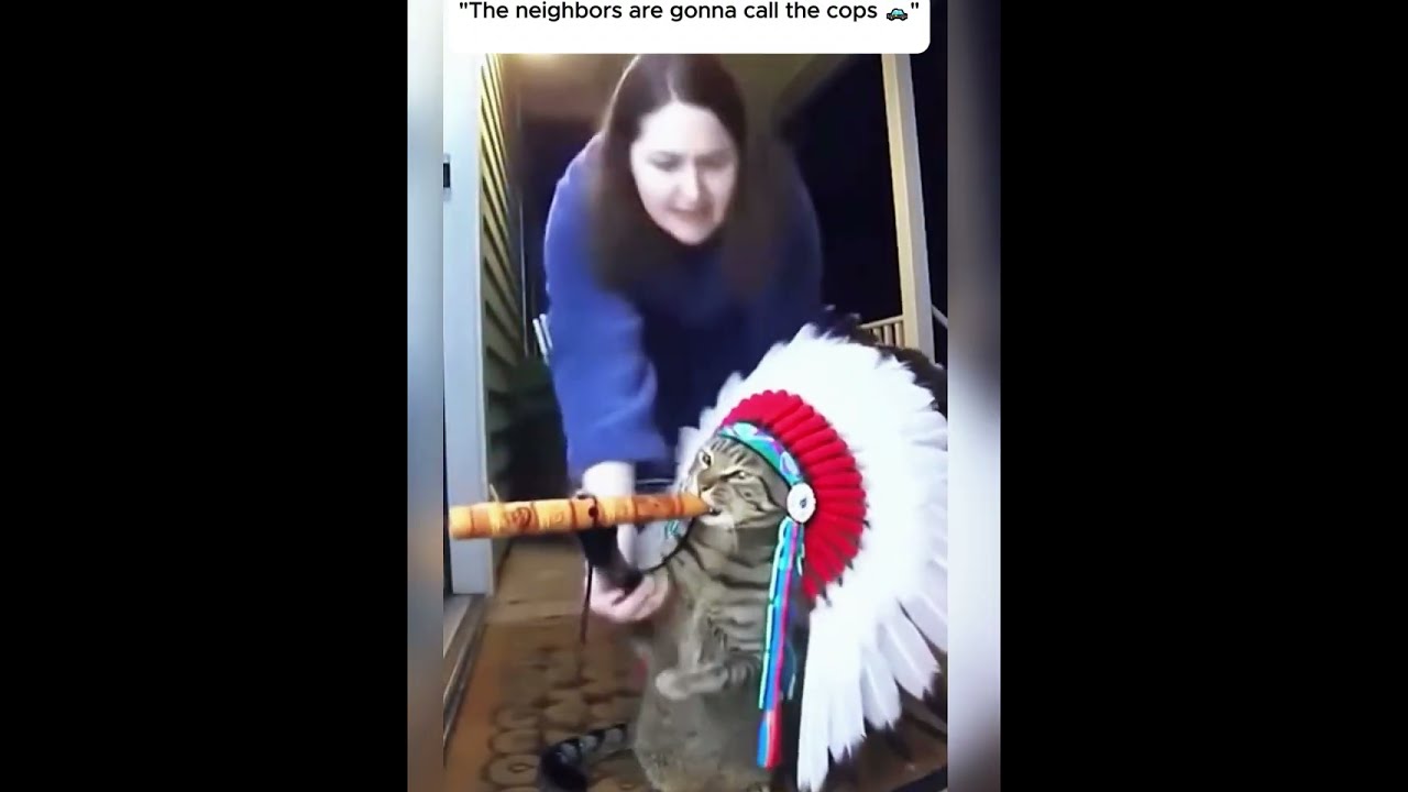 Ring doorbell Cats Playing music Instruments - 