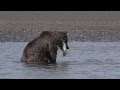 Brown Bears Catching Salmon and Fighting