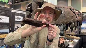 Fossil Friday with Park Ranger Marty - Tyrannosaurus rex