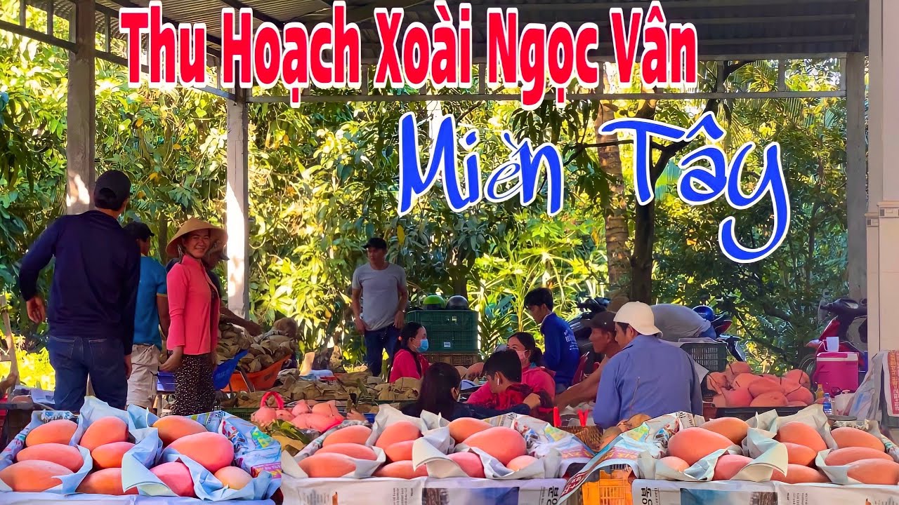 Về Cù Lao Thu Hoạch Xoài Ngọc Vân Trái To Trên 3Kg | HCL 
