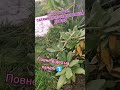 Вітаю ПІДПИШИСЬ SUBSCRIBE #kwiaty #květiny #rhododendron #flowers #growing #homegrown #садівництво