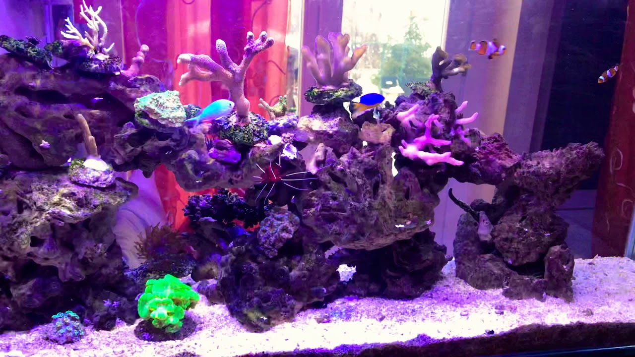 Acquario Marino di barriera 200l senza sump - YouTube