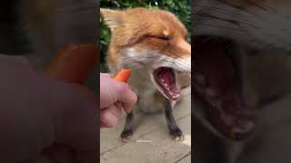 Fox Kiki Loves Carrots