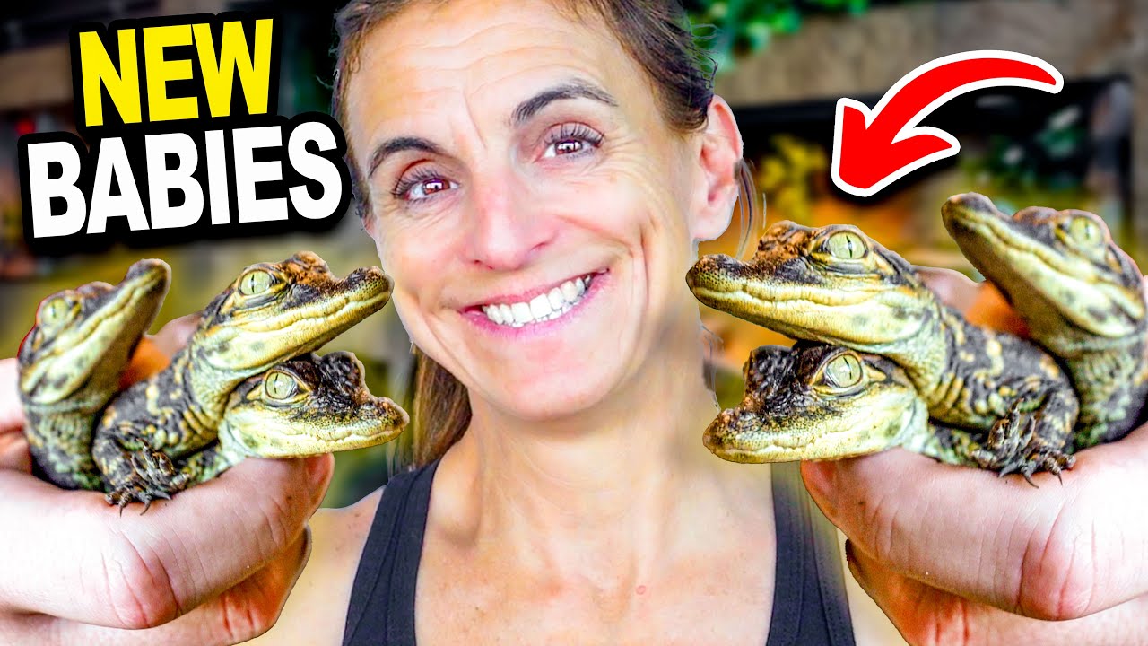 I Got 20 New Baby Gators For My New Reptile Zoo!