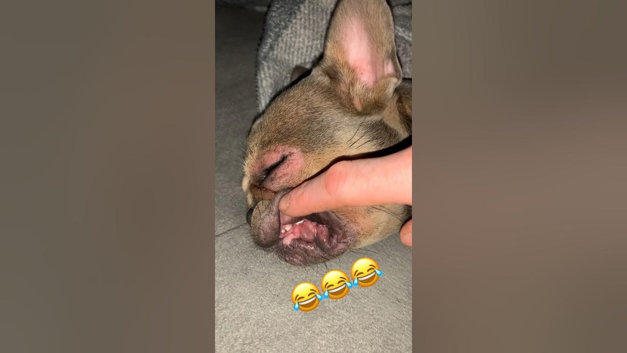 frenchie-twitches-when-sleeping-with-her-eyes-open-cute-dog