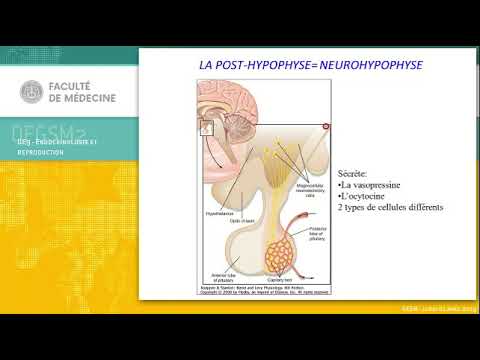 Vidéo: La Différence Entre Les Sexes Dans L'expression Et La Signalisation Du Complexe Des Récepteurs Dopaminergiques D1-D2 Affecte Les Comportements De Type Dépression Et Anxiété