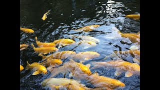 Japanese Koi fish pond/ Nishikigoi/ Japanese Carp- Golden Giant God at Shosenkyo, Yamanashi