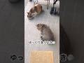 😸「ご無沙汰してます。僕達は元気だよ♬」トラ福。ミケ。地域猫。