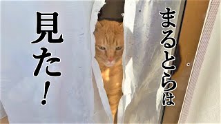 他猫との浮気を目撃された飼い主元野良猫まるとら激おこ