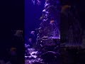 Underwater World #shorts