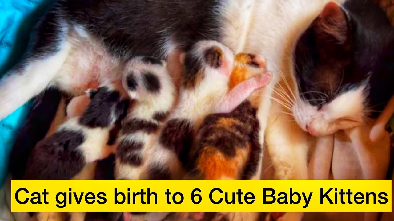 Cat Gives Birth To 6 Tiny Kittens Cat Giving Birth Cat Labor Cat