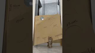 My cat is such a little klutz #cat #catchallenge #funny #challenge #funnycats #jump