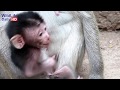 Newborn Baby Monkey Drink Milk | Mono bebé recién nacido  Beber leche | طفل قرد