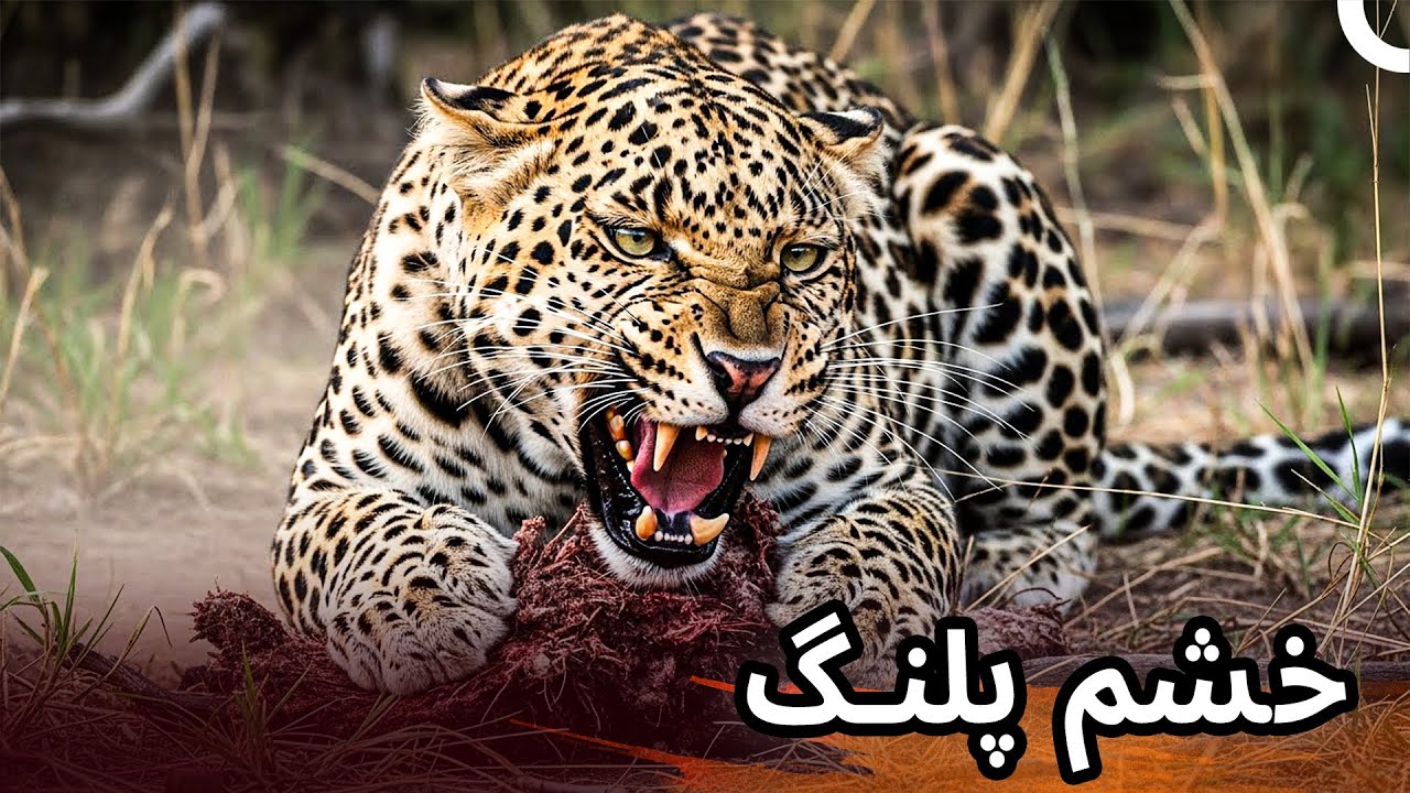 چنگال‌های بی‌رحم🦁☠️ | مستند فارسی