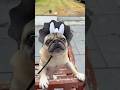 My Dog Has A SECRET рџ Pugs Dogs My Dog Has A SECRET рџ Pugs Dogs