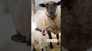 حوار بين الكبش و أمه يوم العيد مضحك ههه?️#shorts_#animals_#youtubeshorts