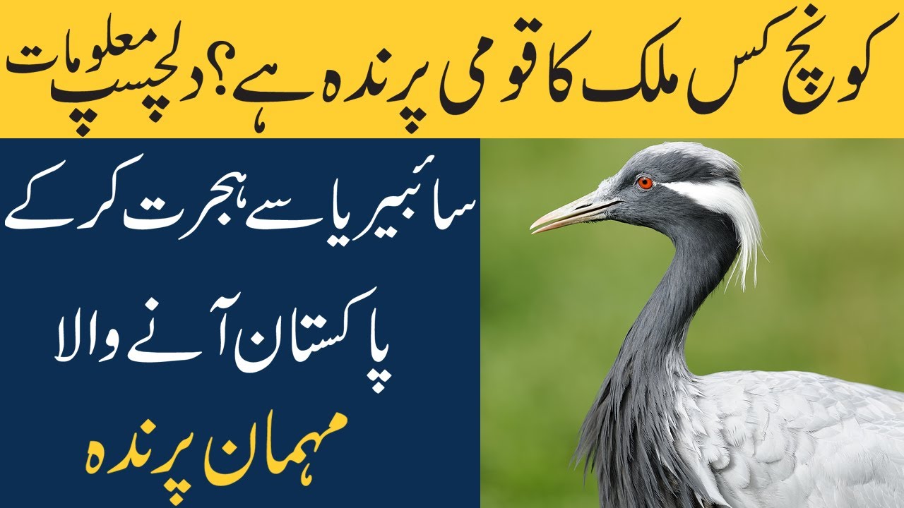 Facts About Demoiselle Crane In Hindi/Urdu Koonj Birds ہجرت کرکے