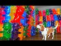 Dog Finds Room Made of Giant Gummy Bears! Cute Dog Indie Gets HUGE Gummy Bear Surprise!