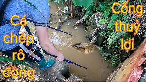 Kích Cá Sau Trận Mưa Cá Chép Cá Rô Đồng Cụ Từ Trong Cống Thuỷ Lợi |TrườngTL