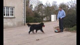 Is This The Smartest Bernese In The World?