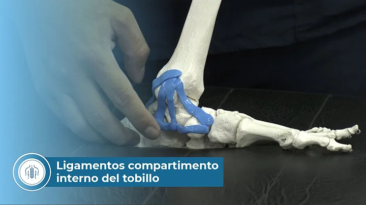 Ligamentos del compartimento interno del tobillo
