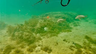 海の中で釣りした結果…