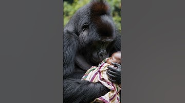 Gorilla gently holding a human baby #AI #Sora #OpenAI