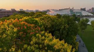 After Autumn Arrives: The Flower Sea at Zijingang Campus