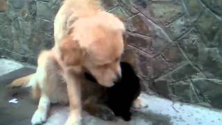 SNC00146.mp4
