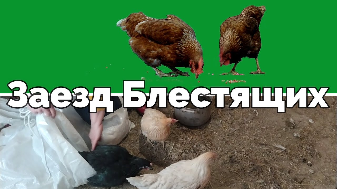 Заезд группы Блестящих/Arrival of the group of Brilliant
