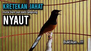 KRETEKAN murai batu gacor BUAT PANCINGAN murai batu agar bunyi JADIKAN burung murai gacor EMOSI