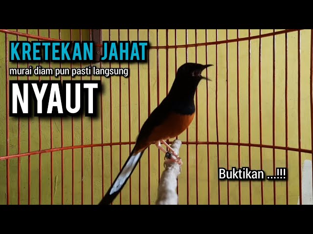 KRETEKAN murai batu gacor BUAT PANCINGAN murai batu agar bunyi JADIKAN burung murai gacor EMOSI class=