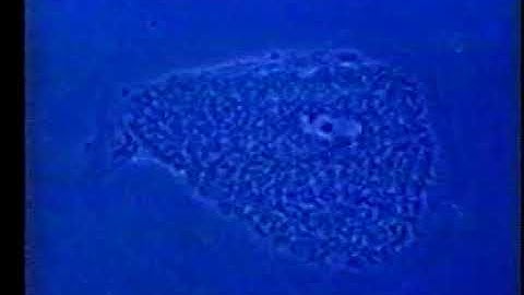 Parasites Use Our Red Blood Cells To Reproduce