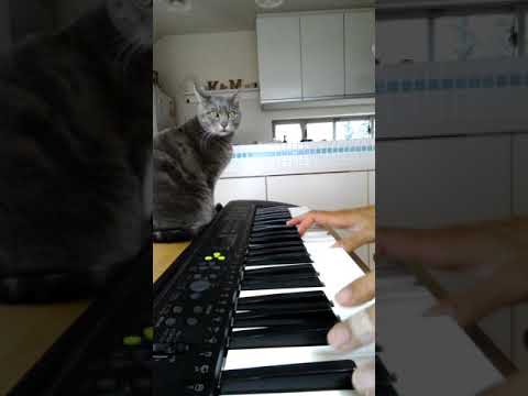 キーボード練習   ex.ダーリン／クリープハイプ