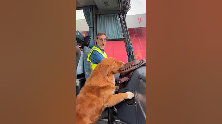 Incredible Dog Rescues Kittens From Bus 😱🤔#shorts